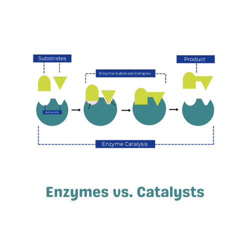 Enzymes vs. Catalysts